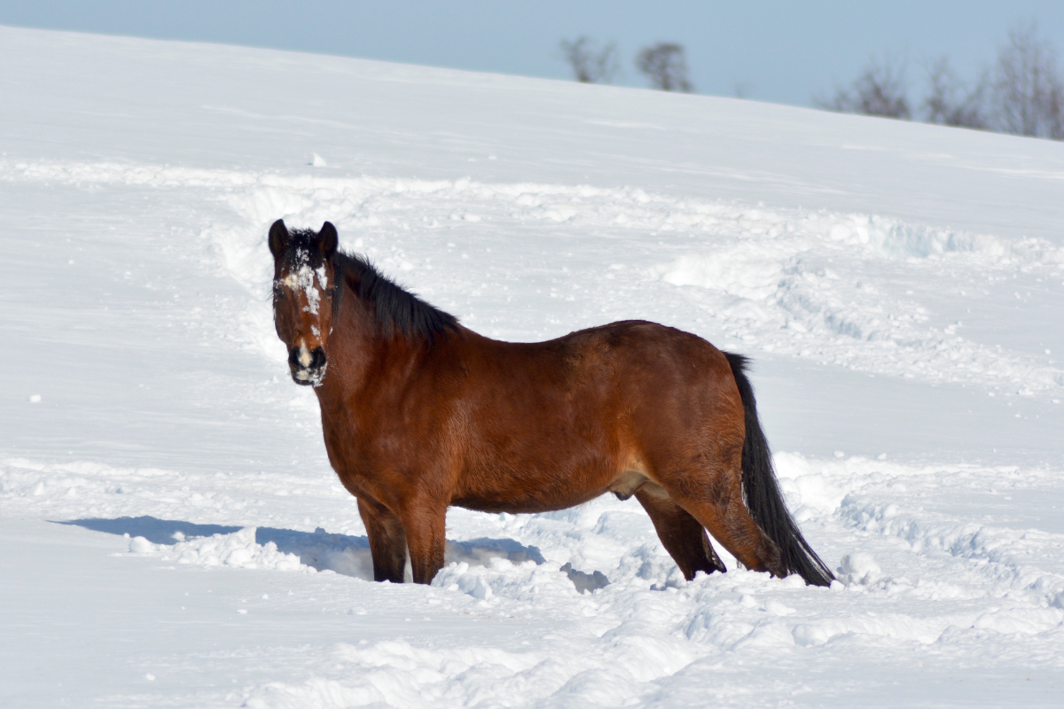 Drying A Sweaty Horse in Cold Weather