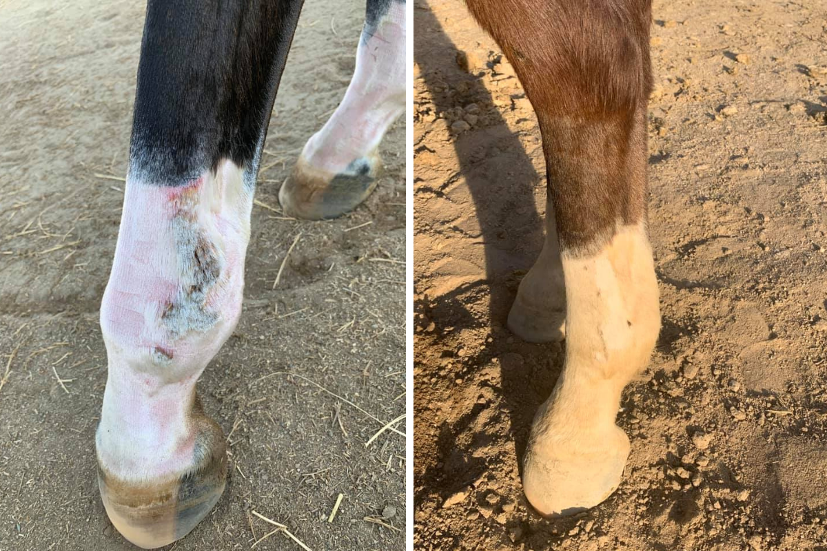 Horses Before and After COAT DEFENSE®!