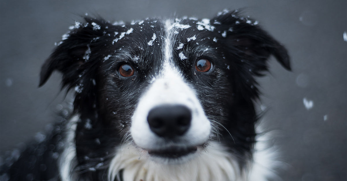 How to Dry Your Damp Dog in Cold Weather, FAST!