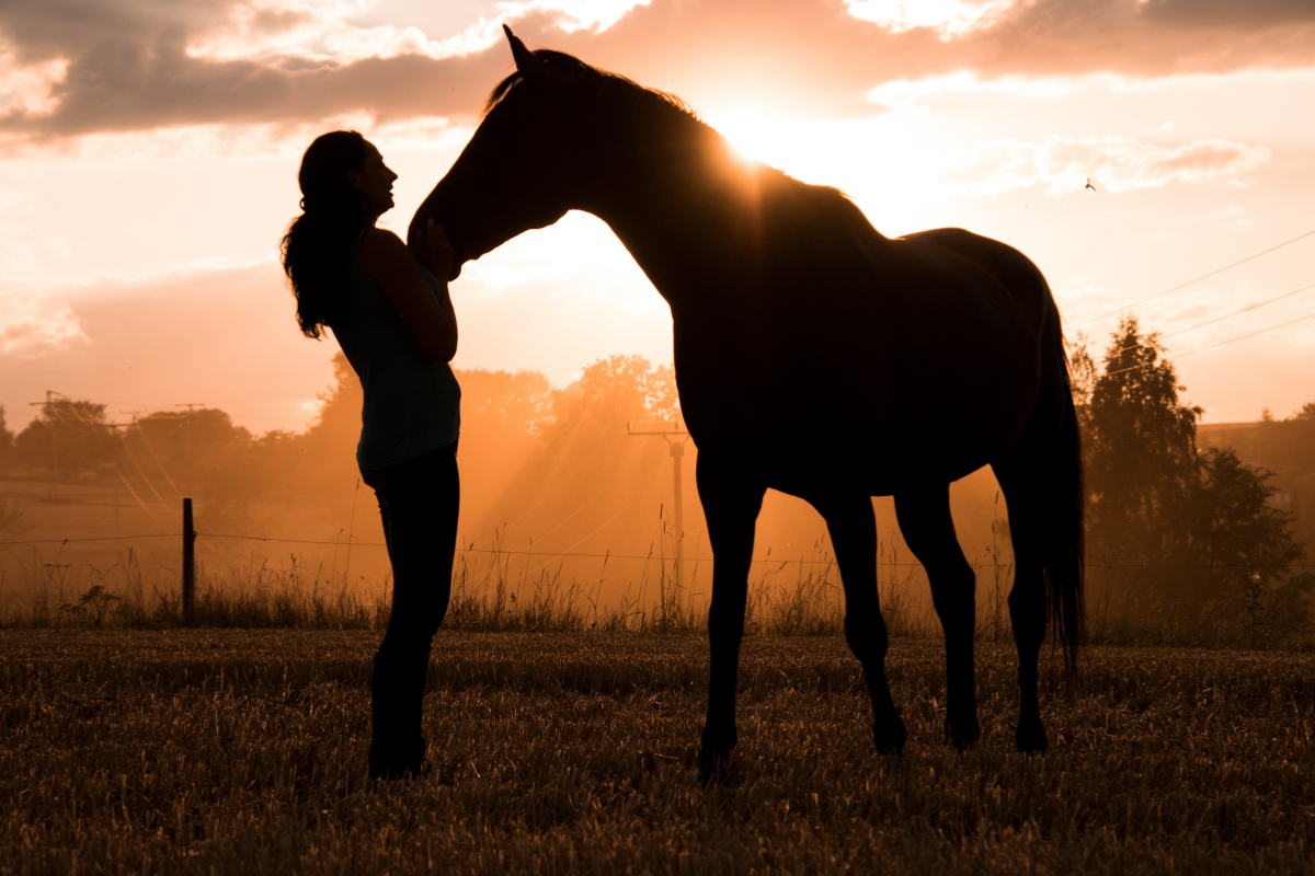 How to Remedy Summer Sores on Horses