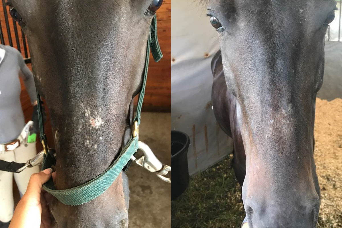 How to Treat Bald Spots on Horses