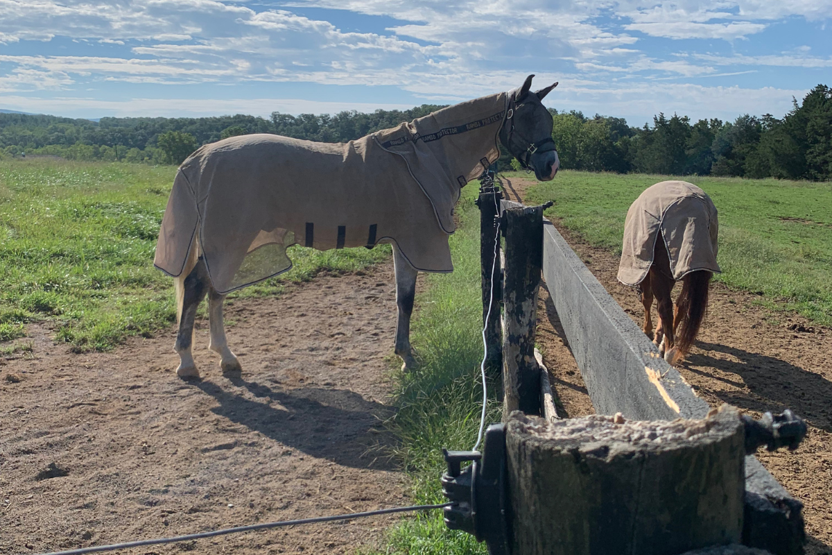 It’s Pollen Season! How to Help Your Allergic Horse, Naturally