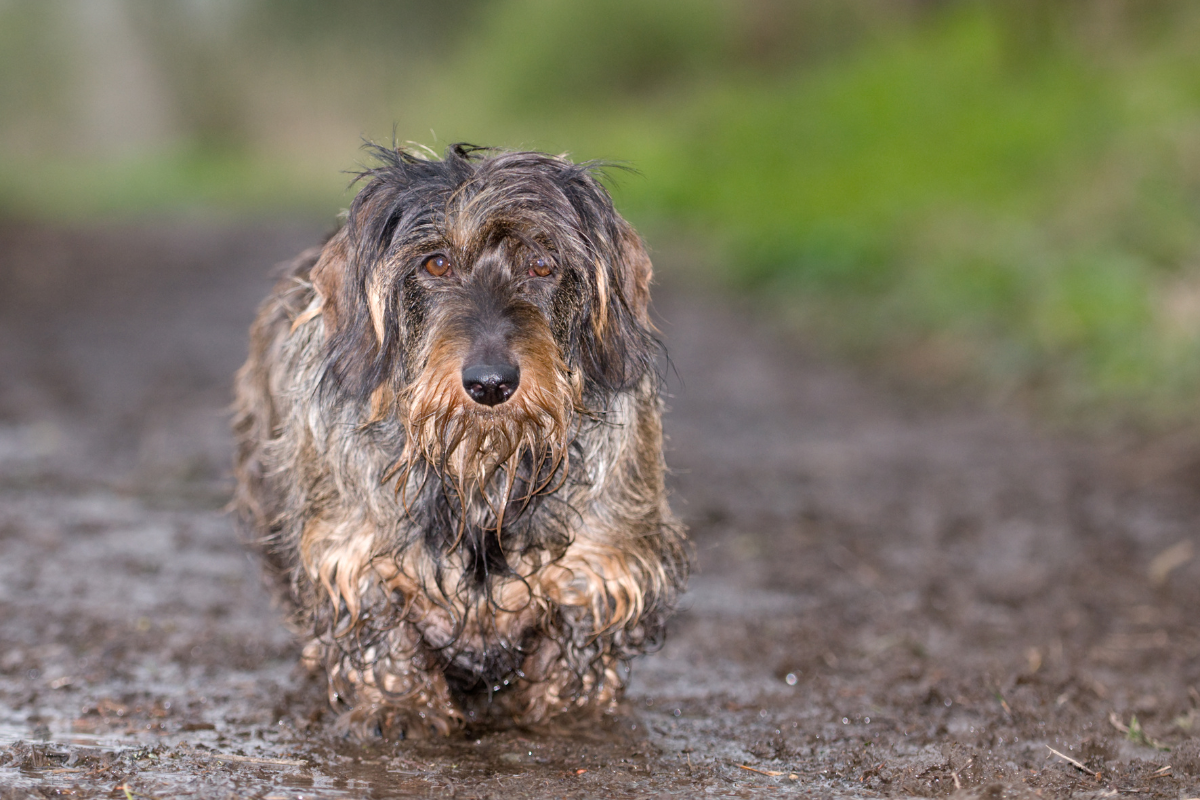 Muddy, Stinky Dog? Here's Your Quick Fix!
