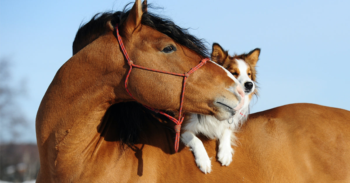 New Year's Resolutions - From Horses & Dogs!