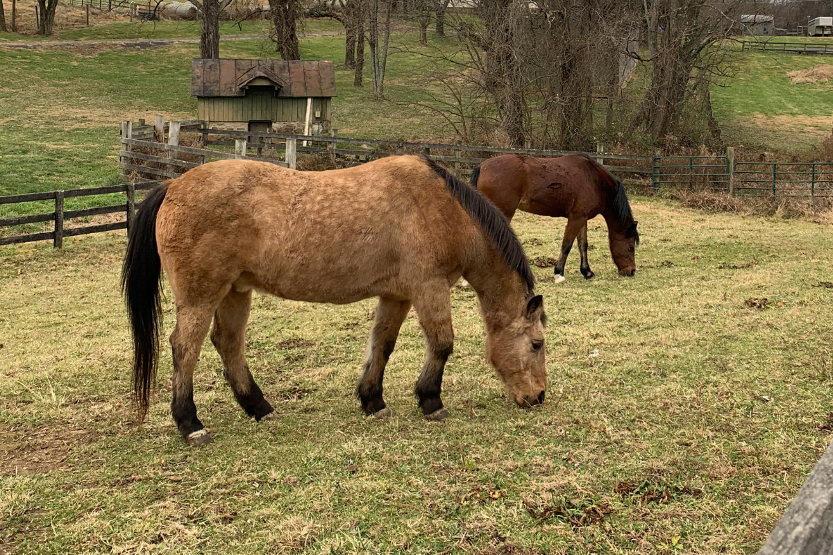 What can COAT DEFENSE® do for EXTRA Hairy Horses?