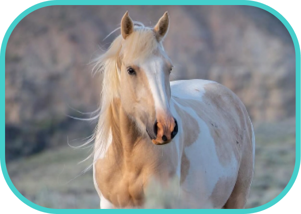 How to Treat Bald Spots on Horses