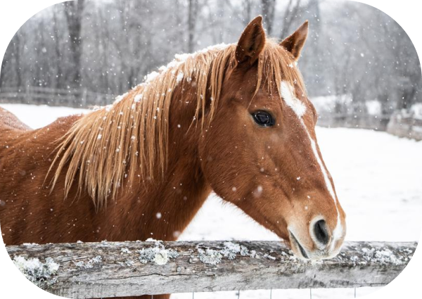 How to Treat Rain Rot in Winter