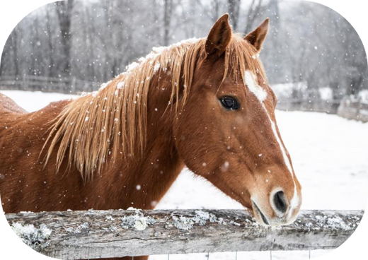 How to Treat Rain Rot in Winter