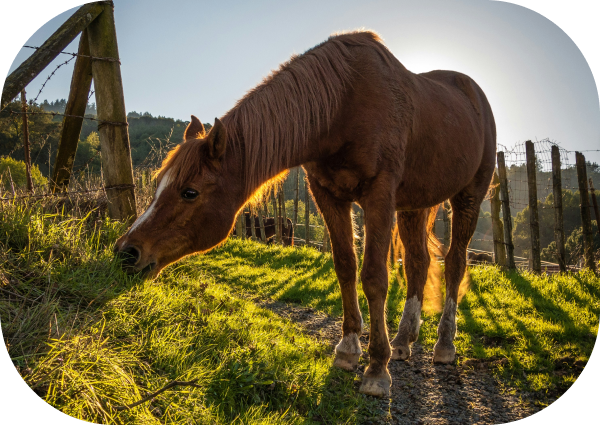 How To Treat Mud Fever and Scratches In Horses