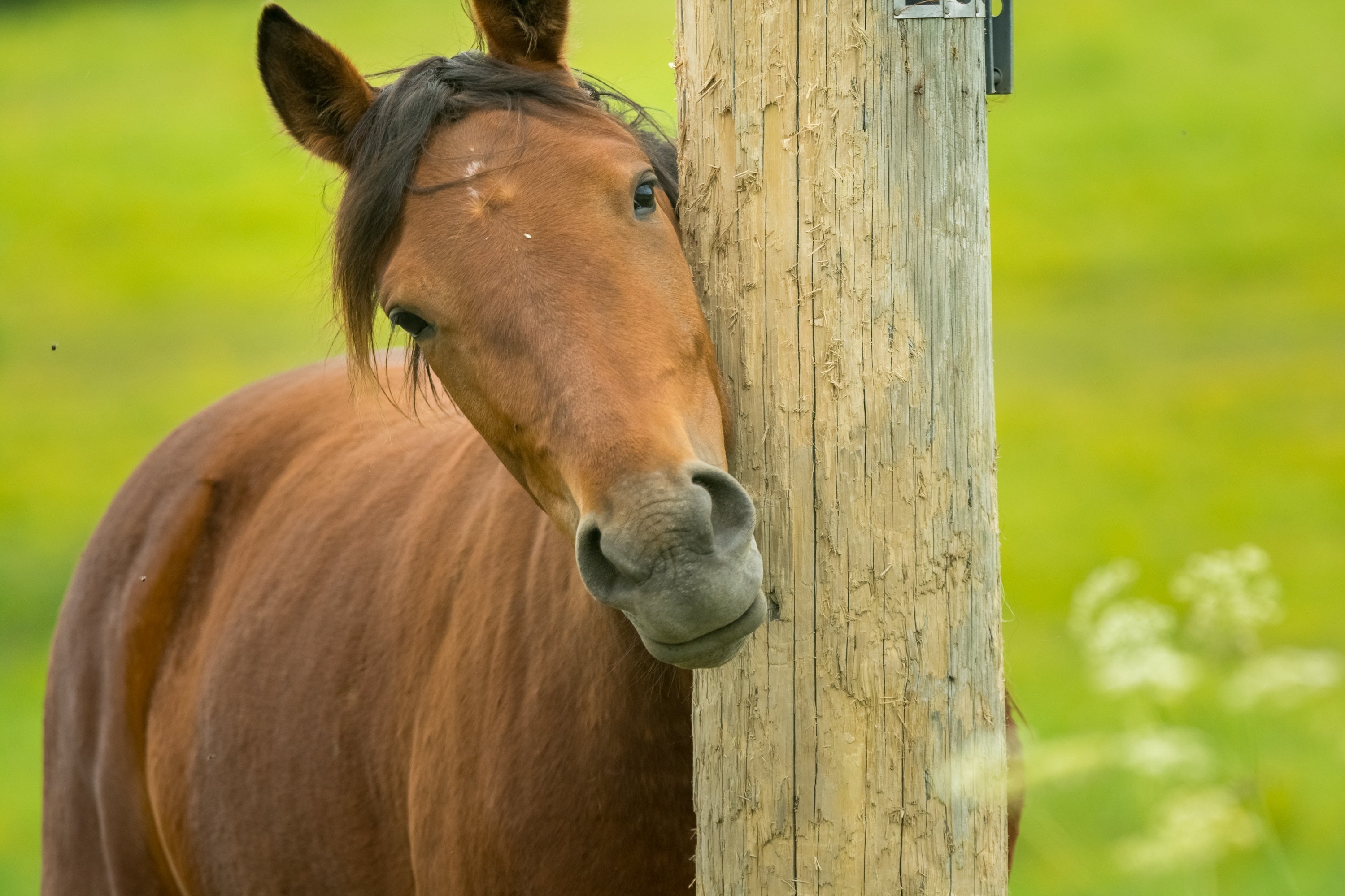 How COAT DEFENSE® Brings Relief to Horses with Sweet Itch