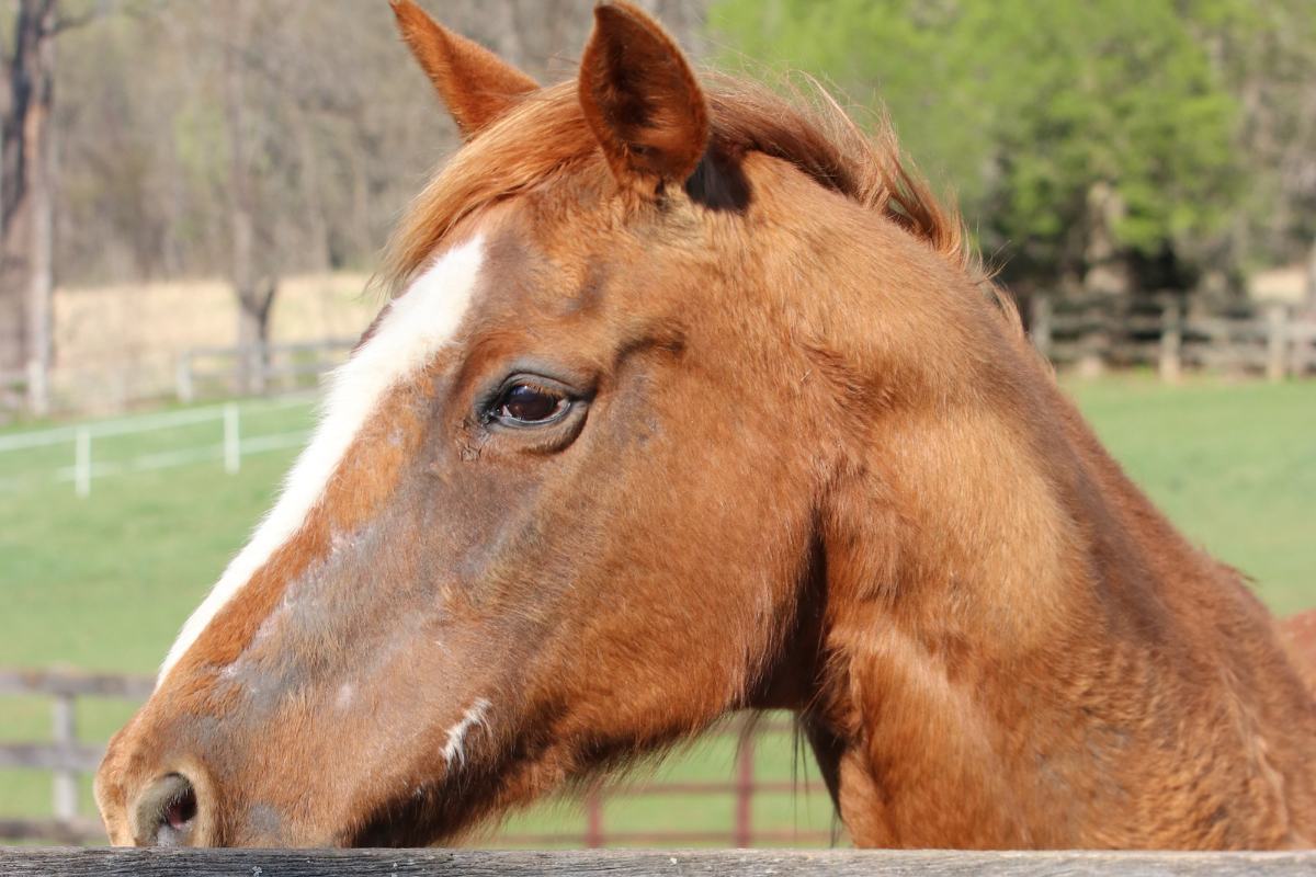 Chronic Equine Skin Issues