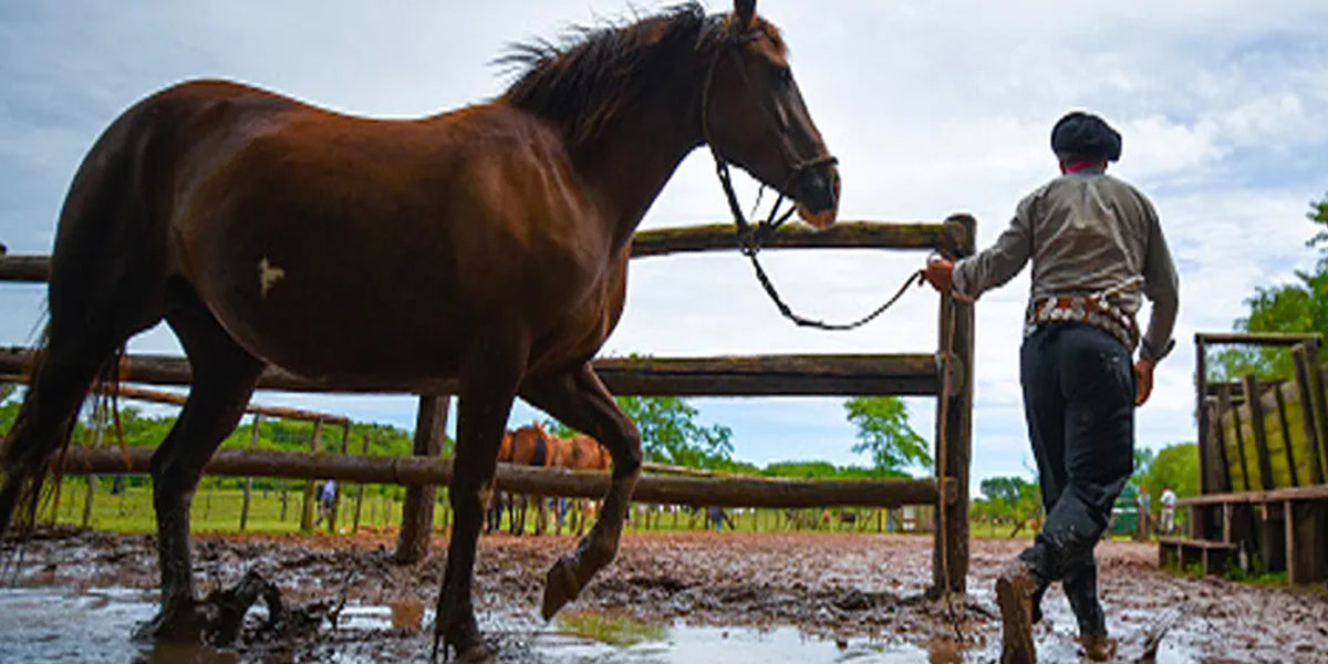 Easy, Natural Ways to Prevent and Treat Mud Fever in Horses