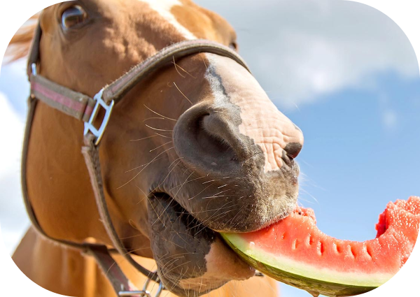 12 Foods Your Horse Should Never Eat