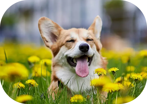 It’s Pollen Season! How to Help Your Allergic Dog, Naturally