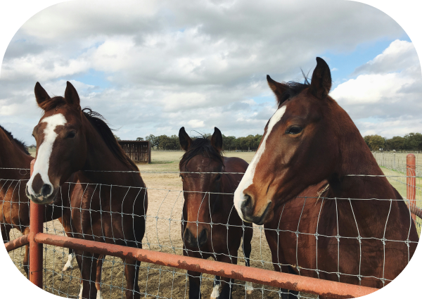 Horses Before and After COAT DEFENSE®!