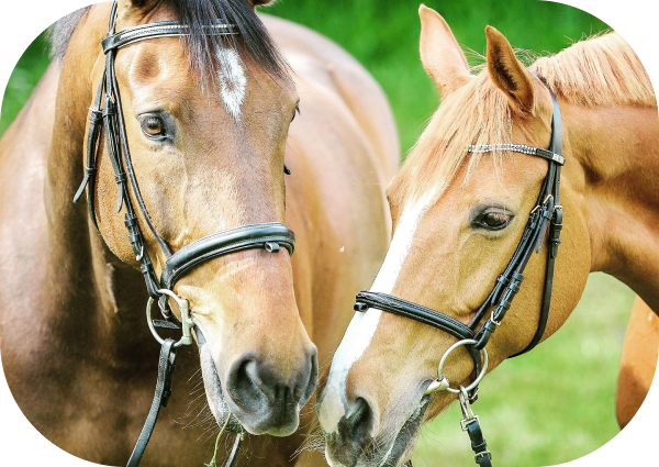 Sweet Itch in Horses