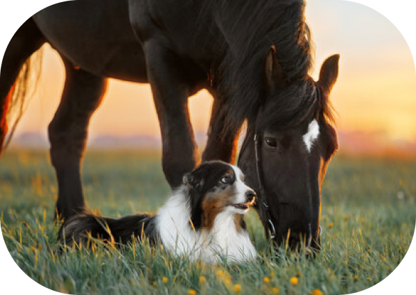 The secret is out: COAT DEFENSE® isn't JUST for horses!