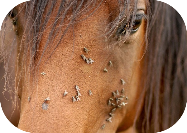 Bug Bites on Horses