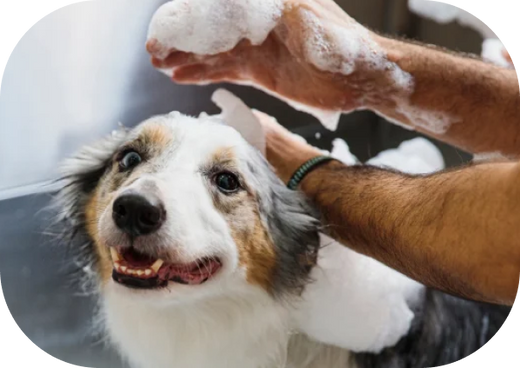 Is Your Pet Shampoo Greenwashed?