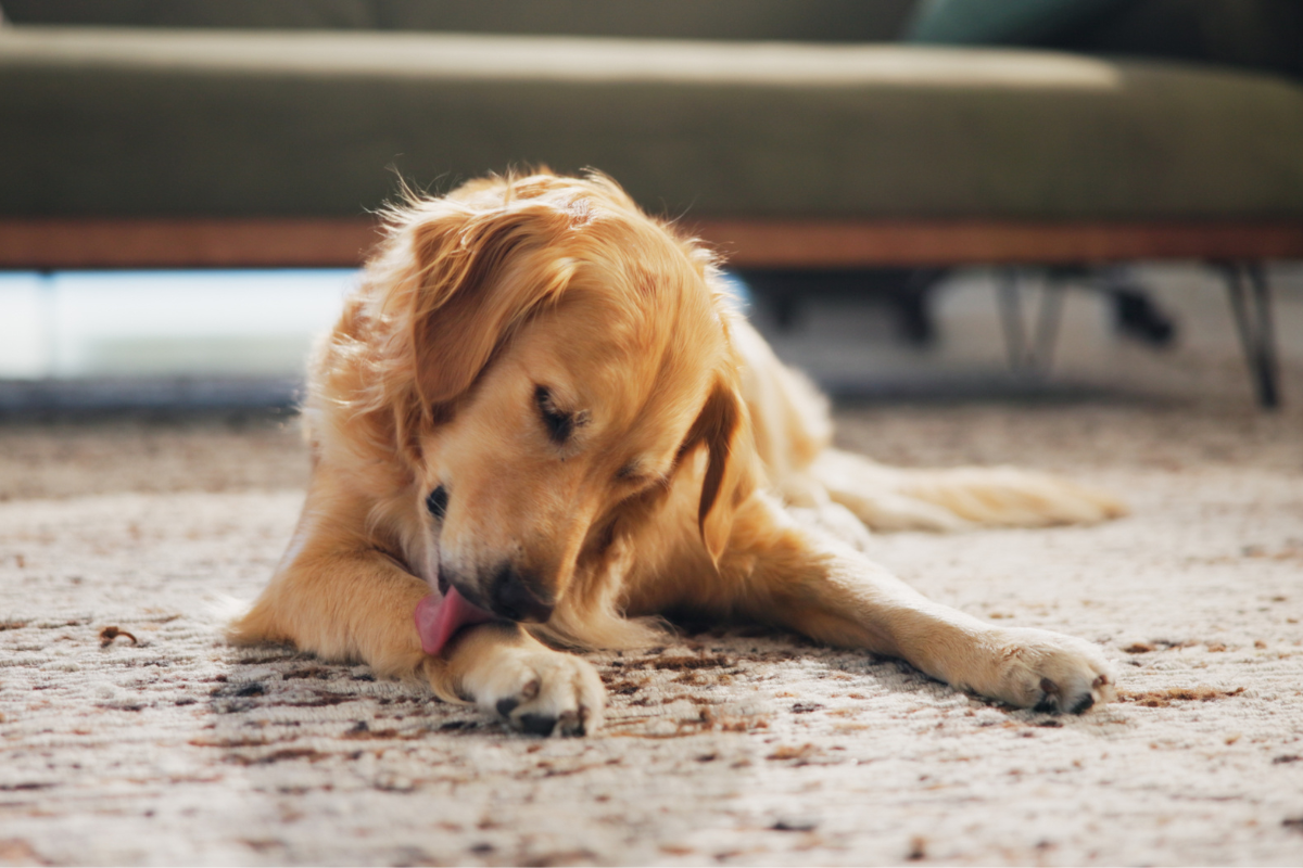 How to Get Rid of Yeast Overgrowth and Avoid It on Your Dog – Fast, Naturally, and Safely 
