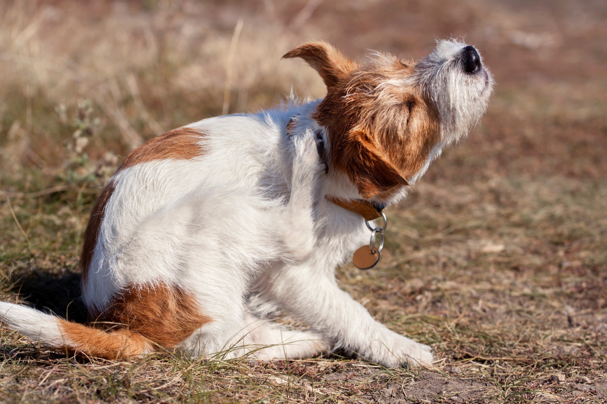 How to Stop Dog Yeast Buildup from Coming Back—For Good