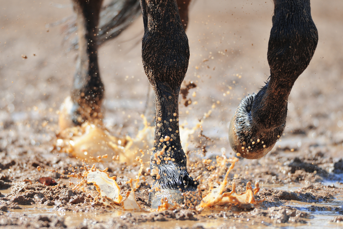 How to Stop Mud Fever in Horses — Naturally and for Good