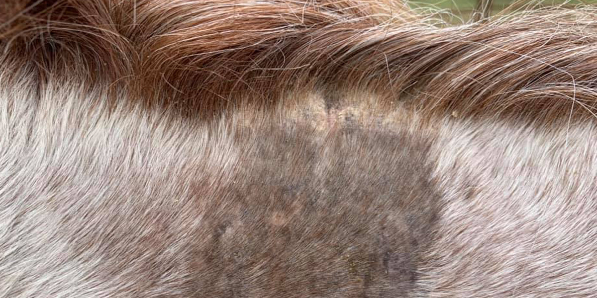 How to Treat Bald Spots on Horses