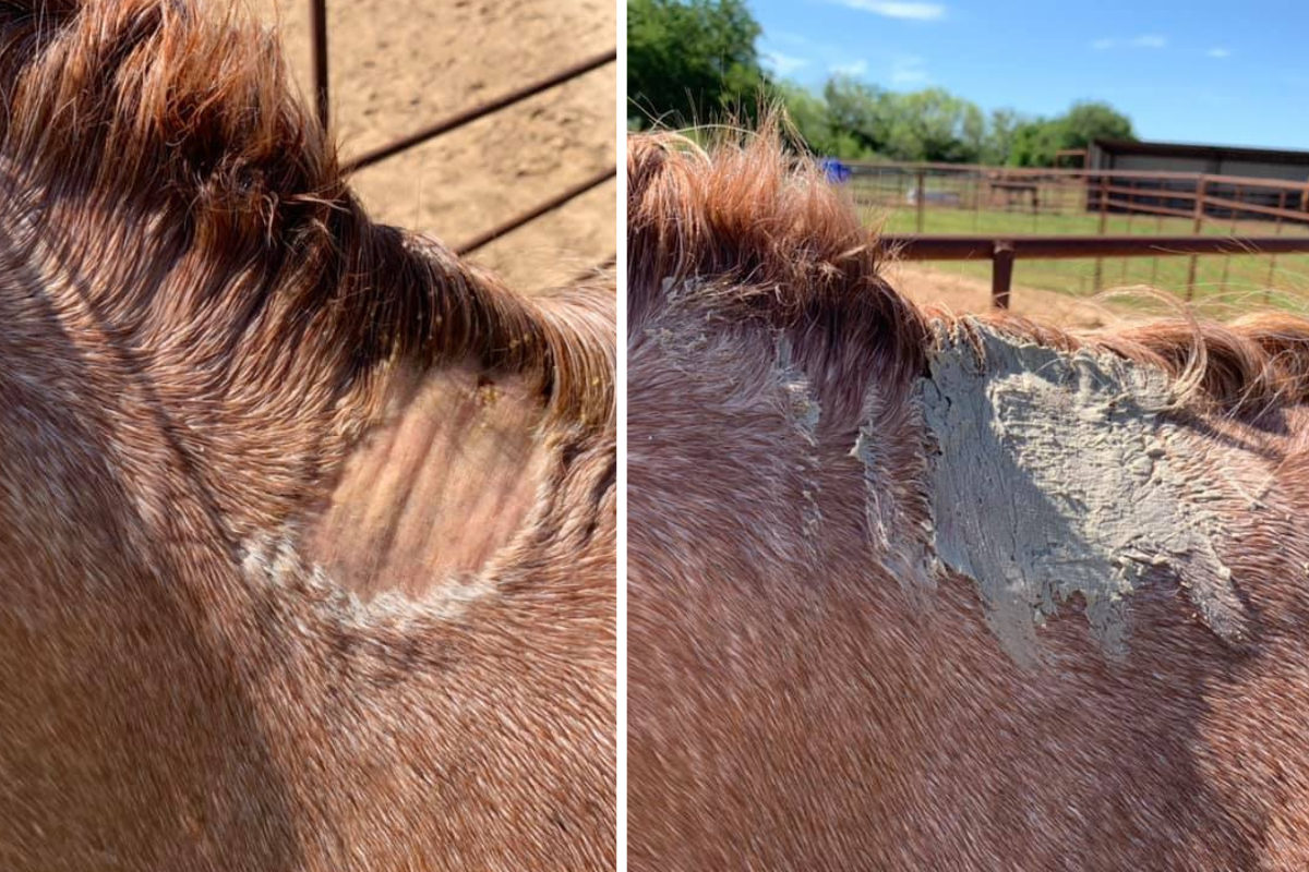 How to Treat Hair Loss in Horses