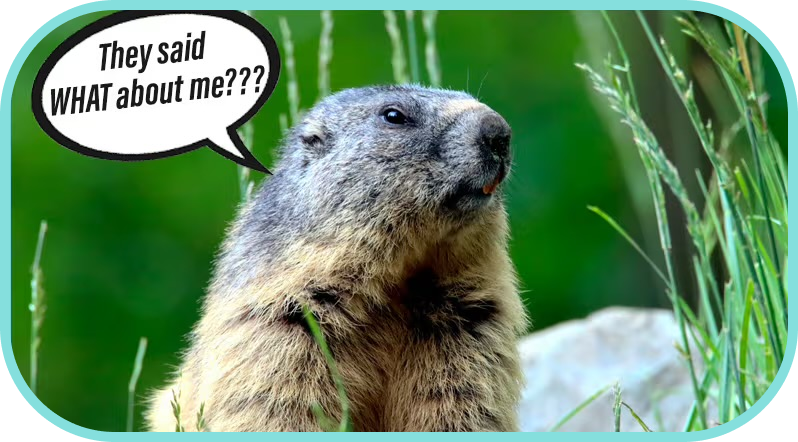 What Did Our Horses Predict For Groundhog Day?