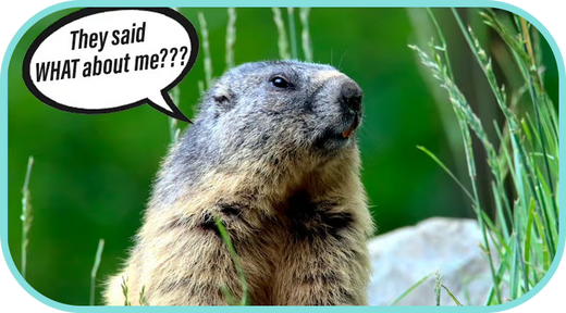 What Did Our Horses Predict For Groundhog Day?