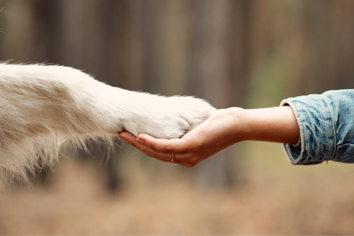 Interdigital Cysts in Dogs: Signs, Causes, and Fast Relief