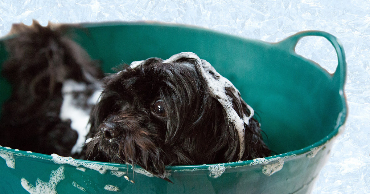 Is Your Pet Shampoo Greenwashed?