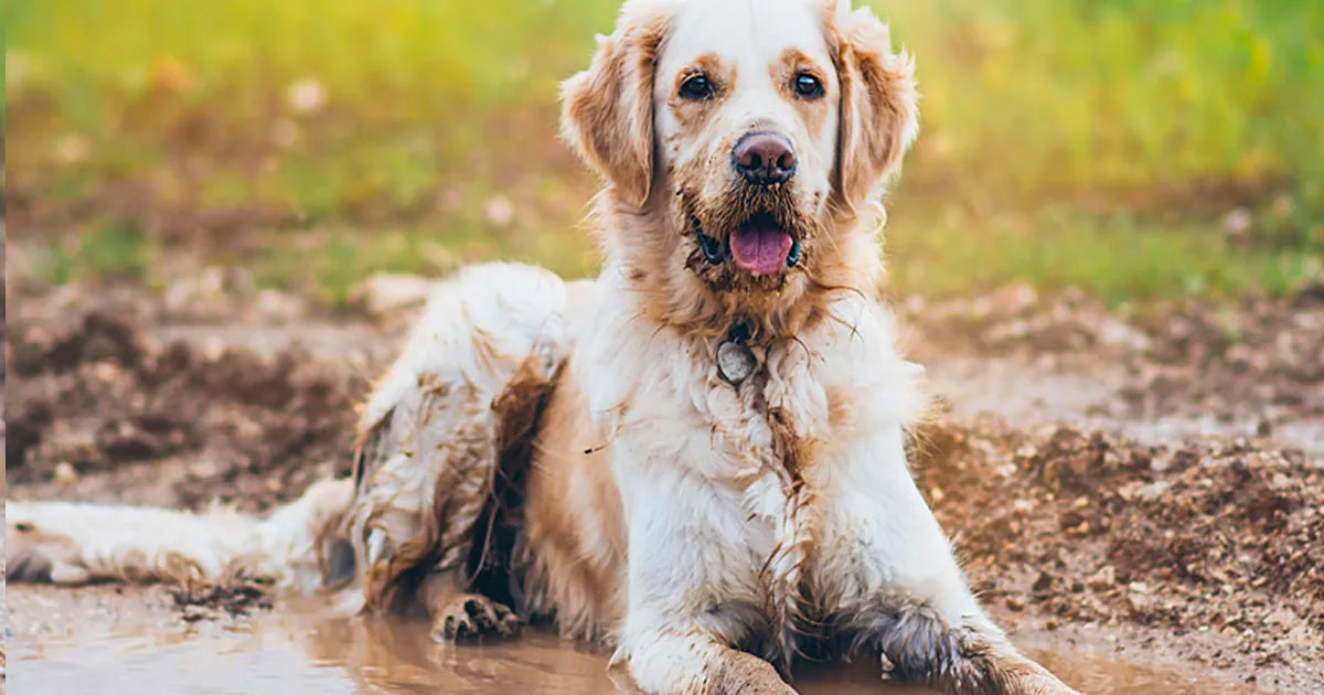 Muddy, Stinky Dog? Here's Your Quick Fix!