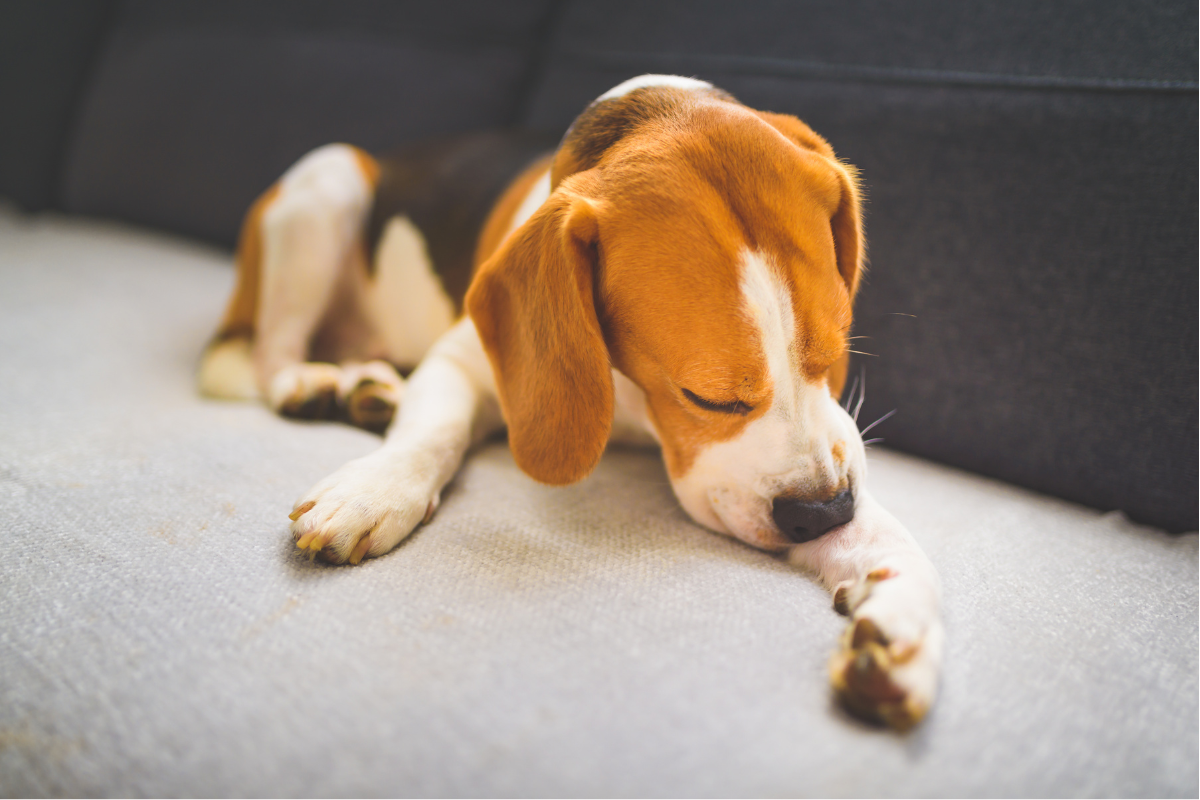 The Ways COAT DEFENSE® daily Preventative Powder and Sensitive Skin Dog Shampoo Eliminate and Prevent Yeast Overgrowth on Dogs… and the Itch, Skin Inflammation, and Stink!