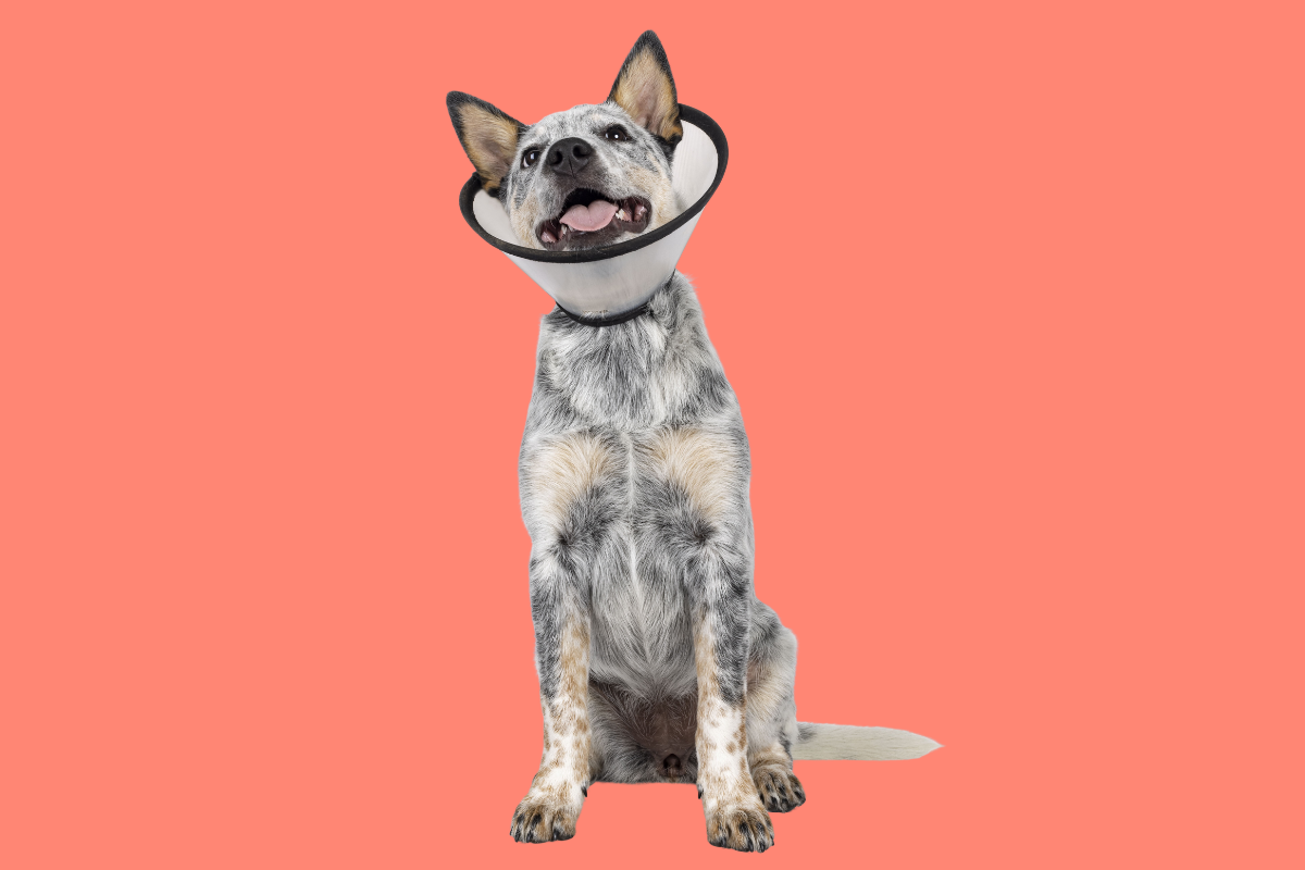 What Makes COAT DEFENSE® Different?