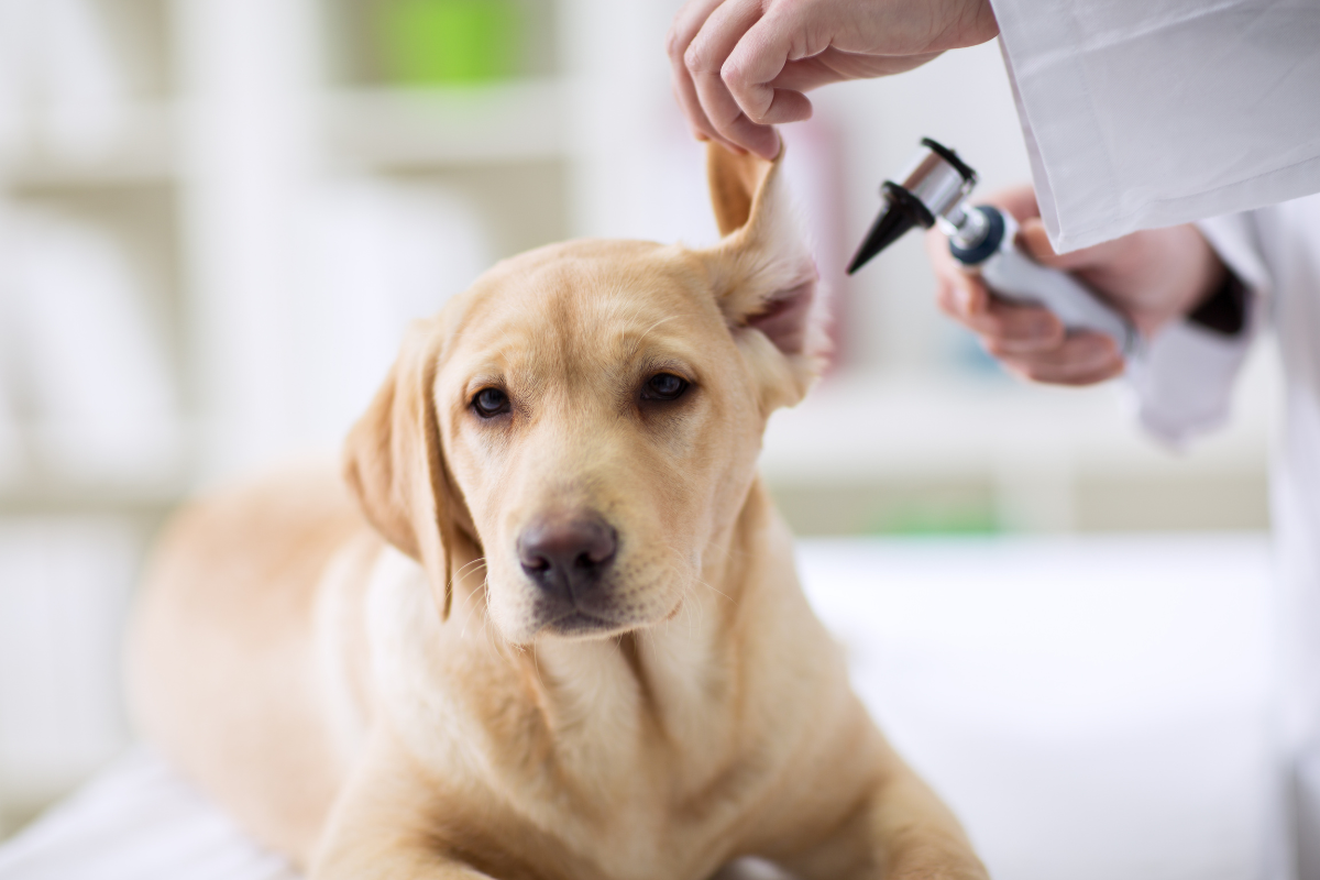 Why Dogs Get Yeast Ear Infections