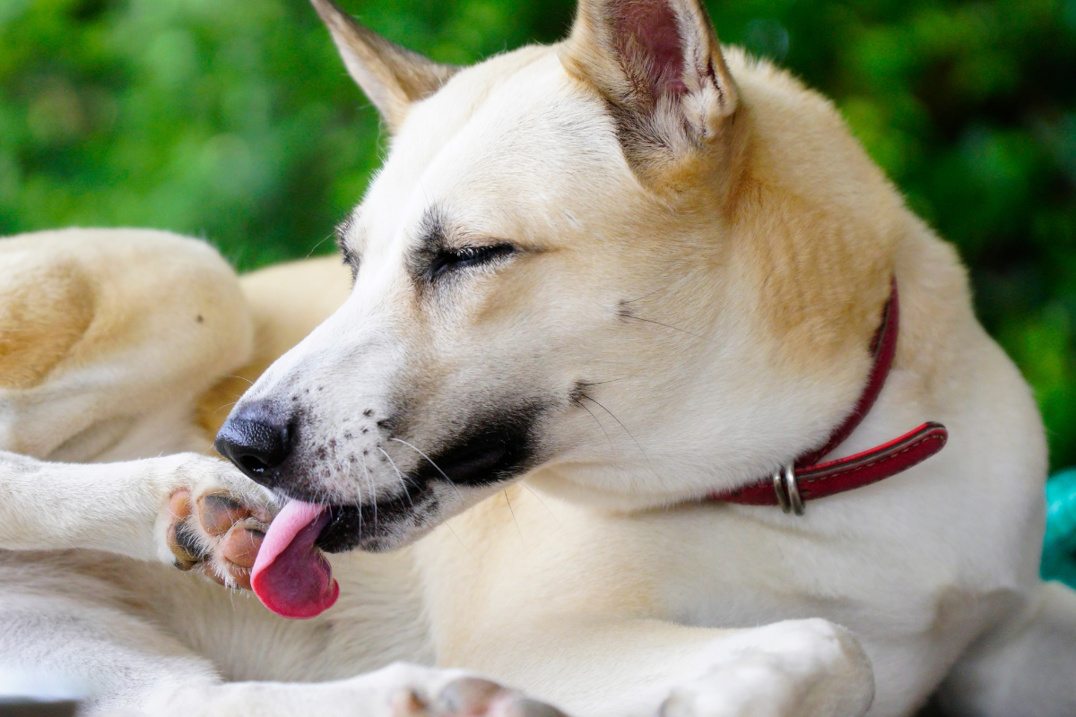 Why Your Dog Keeps Licking Their Paws (and How to Stop Yeast Naturally)