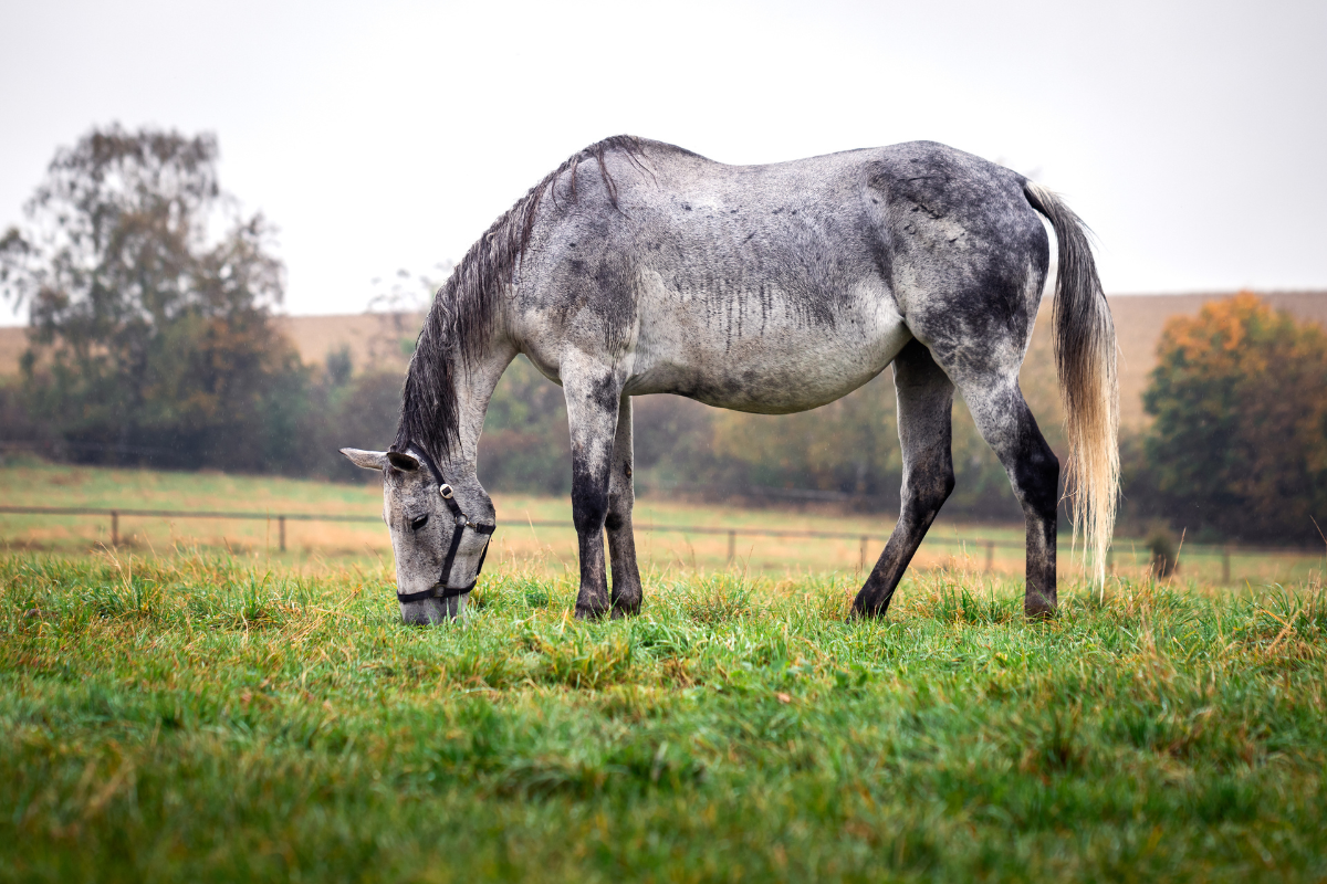Why Your Horse Keeps Getting Rain Rot & What to Do About It — Fast, Naturally