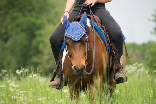 How to Treat Sweet Itch, Summer Sores and Bug Bites in Horses