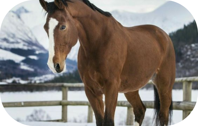 Drying Sweaty Horses in Winter