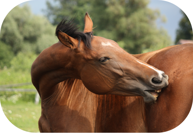 Chronic Equine Skin Issues