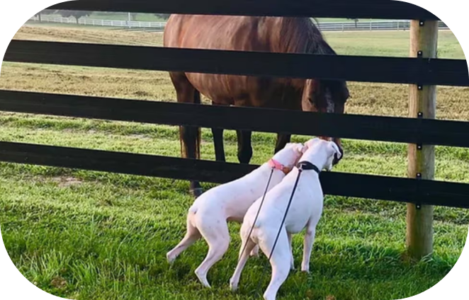 Inspirational Rescue! Hillcrest Farms Equine Rescue & Sanctuary