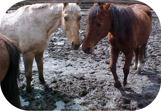 Easy, Natural Ways to Prevent and Treat Mud Fever in Horses