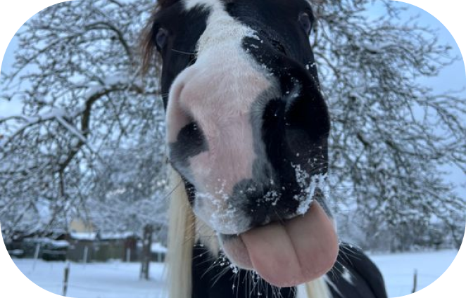 How to Wash a Horse in Winter