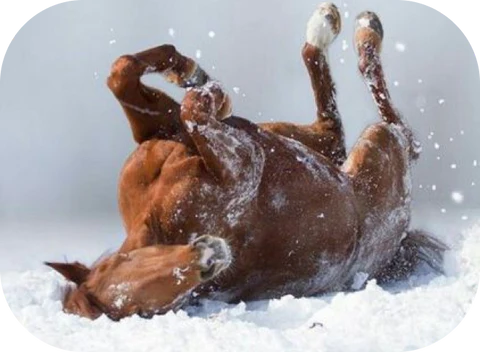 How to Dry Your Sweaty Horse in Cold Weather, FAST!