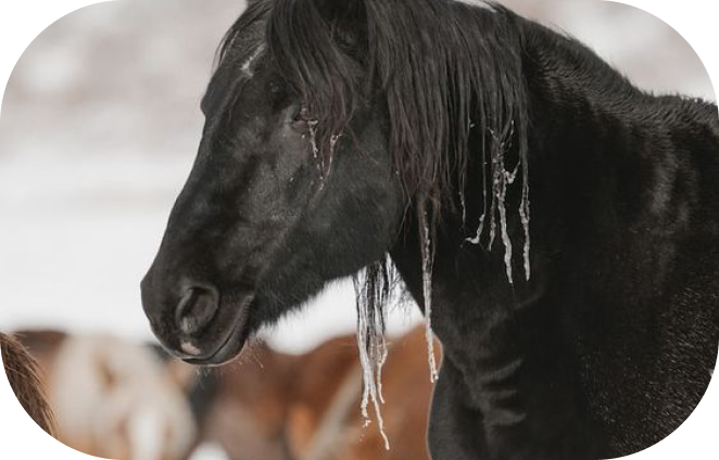 Drying A Sweaty Horse in Cold Weather