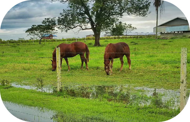 Spring Showers Bring... Rain Rot?!