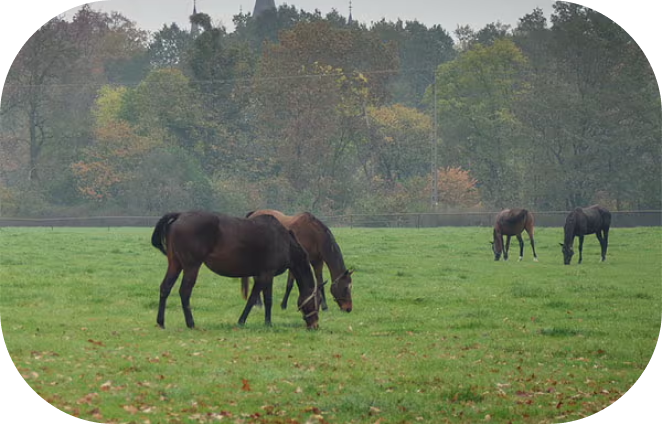 How to Treat Rain Rot on Horses