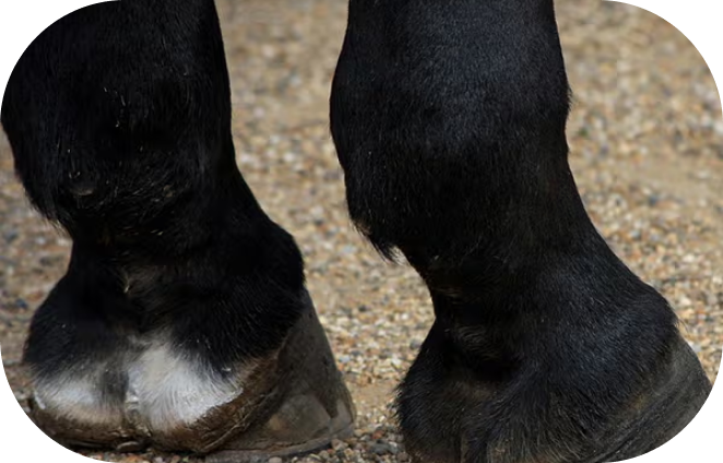 How to Treat & Prevent Scratches in Horses