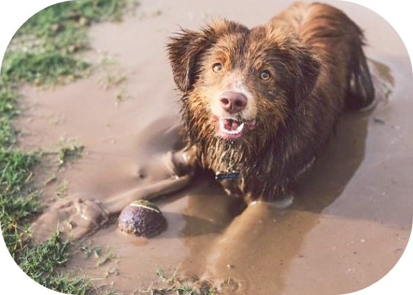 Muddy, Stinky Dog? Here's Your Quick Fix!